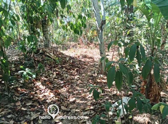 Plot area