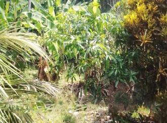 Residential House Villa for Sale in Kottayam, Changanassery, Thrikkodithanam, Thrikkodithanam Temple