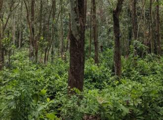 Residential House Villa for Sale in Kottayam, Pampady, Pampady, Arattukavala
