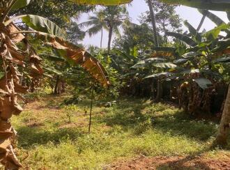 Residential Land for Sale in Trivandrum, Nedumangad, Karakulam, Parrorkada - Nedumangad (via Mullaseri) road