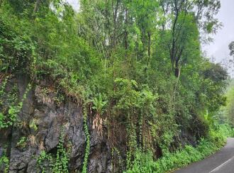 Agricultural Land for Sale in Kottayam, Poonjar, Cholathadam, Chakkipara, Cholathadam , mundakkayam - pala Short cut route