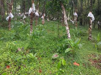 Residential Land for Sale in Pathanamthitta, Mallappally, Anicad, Near to Eden Garden Convention Center