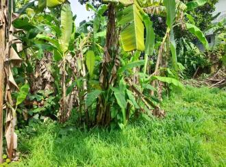 Residential Land for Sale in Thrissur, Thrissur, Viyyoor