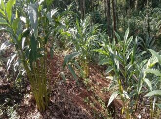 Agricultural Land for SaleIdukki, Rajakkad, Rajakkad