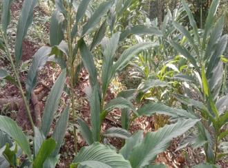 Agricultural Land for Sale in Idukki, Rajakkad, Rajakkad, Rajakkad Primary Health Centre