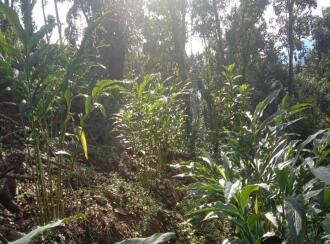 Agricultural Land for Sale in Idukki, Rajakkad, Rajakkad, Rajakkad Primary Health Centre