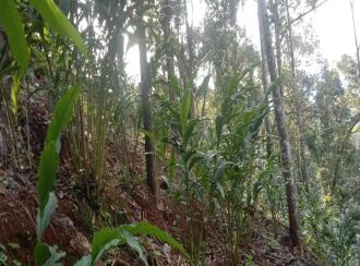Agricultural Land for Sale in Idukki, Rajakkad, Rajakkad, Rajakkad Primary Health Centre
