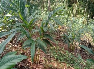 Agricultural Land for Sale in Idukki, Rajakkad, Rajakkad, Rajakkad Primary Health Centre