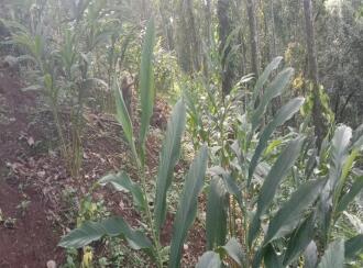 Agricultural Land for Sale in Idukki, Rajakkad, Rajakkad, Rajakkad Primary Health Centre