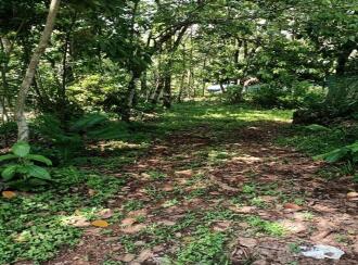 Residential Land for Sale in Thrissur, Kodakara, Kodaly, LP School Kodaly