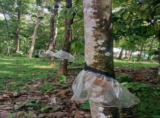 Residential Land for Sale in Thrissur, Kodakara, Kodaly, LP School Kodaly
