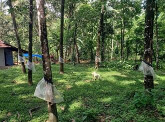 Residential Land for Sale in Thrissur, Kodakara, Kodaly, LP School Kodaly