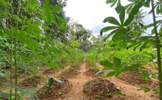 Residential Land for Sale in Ernakulam, Perumbavoor, Koovappady, Thottuva(Koovappady- Kodanad road)