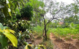 Residential Land for Sale in Ernakulam, Perumbavoor, Koovappady, Thottuva(Koovappady- Kodanad road)