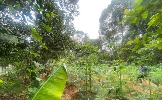 Residential Land for Sale in Ernakulam, Perumbavoor, Koovappady, Thottuva(Koovappady- Kodanad road)