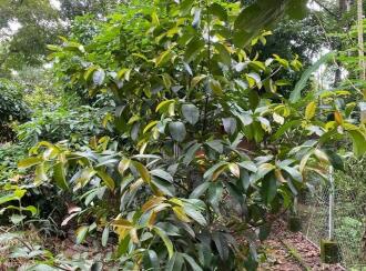 Residential Land for Sale in Ernakulam, Perumbavoor, Koovappady, Thottuva(Koovappady- Kodanad road)
