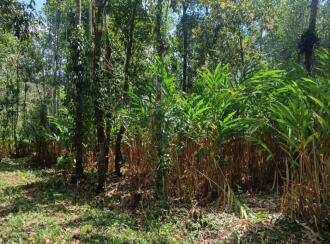 Agricultural Land for Sale in Idukki, Vandiperiyar, Vandiperiyar, Nalukandam, Mlamala, Vandiperiyar