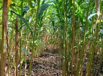 Agricultural Land for Sale in Idukki, Vandiperiyar, Vandiperiyar, Nalukandam, Mlamala, Vandiperiyar