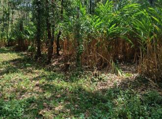 Agricultural Land for Sale in Idukki, Vandiperiyar, Vandiperiyar, Nalukandam, Mlamala, Vandiperiyar