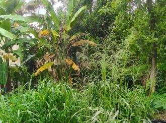 Residential Land for Sale in Kottayam, Kottayam town, Medical college, Panampalam - Kumaranellur road