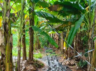 Residential Land for Sale in Kottayam, Kottayam town, Medical college, Panampalam - Kumaranellur road