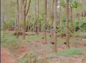 Agricultural Land for Sale in Kasargod, Karadukka, Paniya, 200 Meter from Mulleria-Badiaduka Highway