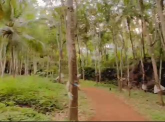 Agricultural Land for Sale in Kasargod, Karadukka, Paniya, 200 Meter from Mulleria-Badiaduka Highway