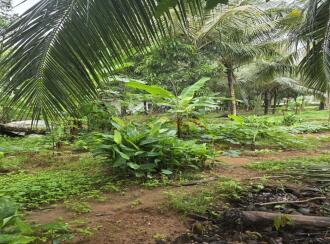 Residential Land for Sale in Alleppey, Mavelikara, Chunakkara