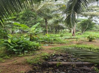 Residential Land for Sale in Alleppey, Mavelikara, Chunakkara