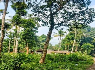 Commercial Land for Sale in Wayanad, Sulthan bathery, Sultan Bathery, odaoopaalam