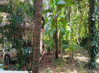 വാസയോഗ്യമായ ഭൂമി വില്പനയ്ക്ക് Kannur, Payyanur, Kunchimangalam , Edanad east