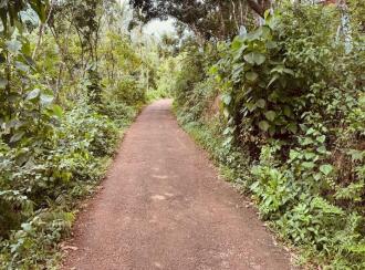 Agricultural Land for Sale in Kasargod, Kasargod town, Sullia route, Kottamkuzhy veda, Mulleria Near Kaveri auditorium