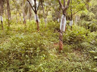 Agricultural Land for Sale in Kasargod, Kasargod town, Sullia route, Kottamkuzhy veda, Mulleria Near Kaveri auditorium