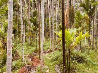 Agricultural Land for Sale in Kasargod, Kasargod town, Sullia route, Kottamkuzhy veda, Mulleria Near Kaveri auditorium