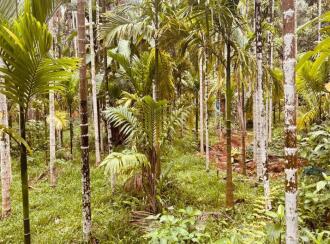 Agricultural Land for Sale in Kasargod, Kasargod town, Sullia route, Kottamkuzhy veda, Mulleria Near Kaveri auditorium