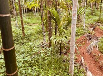 Agricultural Land for Sale in Kasargod, Kasargod town, Sullia route, Kottamkuzhy veda, Mulleria Near Kaveri auditorium