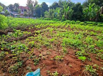 Residential Land for Sale in Pathanamthitta, Konni, Vakayar, Near St. Mary's Malankara Catholic Church, Vakayar