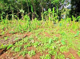 Residential Land for Sale in Pathanamthitta, Konni, Vakayar, Near St. Mary's Malankara Catholic Church, Vakayar