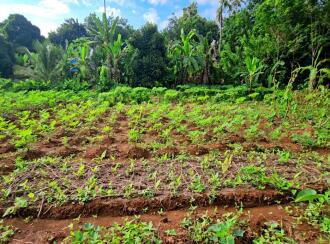 Residential Land for Sale in Pathanamthitta, Konni, Vakayar, Near St. Mary's Malankara Catholic Church, Vakayar