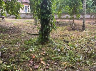 Residential Land for Sale in Kollam, Kulathupuzha, Kulathupuzha, panicker lane