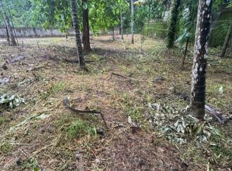 Residential Land for Sale in Kollam, Kulathupuzha, Kulathupuzha, panicker lane