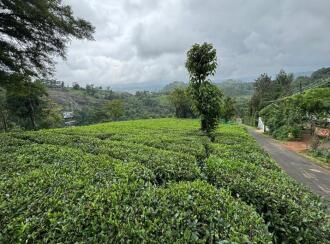 Agricultural Land for Sale in Idukki, Kattappana, Calvary mount, Grace and Joy Home stay