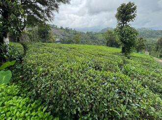 Agricultural Land for Sale in Idukki, Kattappana, Calvary mount, Grace and Joy Home stay