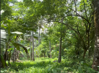 Residential Land for Sale in Thrissur, Thrissur town, Thrissur, Peruvellur