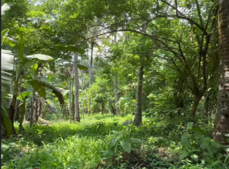 Residential Land for Sale in Thrissur, Thrissur town, Thrissur, Peruvellur