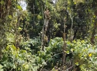 Residential Land for Sale in Wayanad, Mananthavady, Mananthavady, Mananthavady