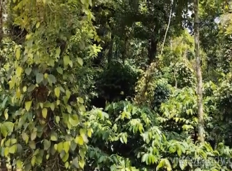 Residential Land for Sale in Wayanad, Mananthavady, Mananthavady, Mananthavady