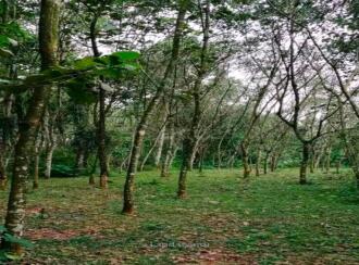Residential Land for Sale in Kottayam, Pala, Ramapuram, Koodappulam