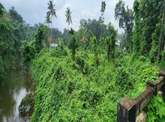 Residential Land for Sale in Kottayam, Changanassery, Thottackad