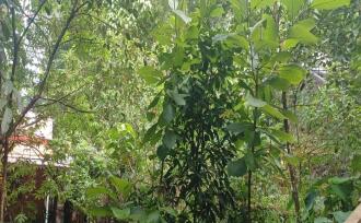 Residential House Villa for Sale in Kottayam, Ayarkunnam, Paduva, near medicity